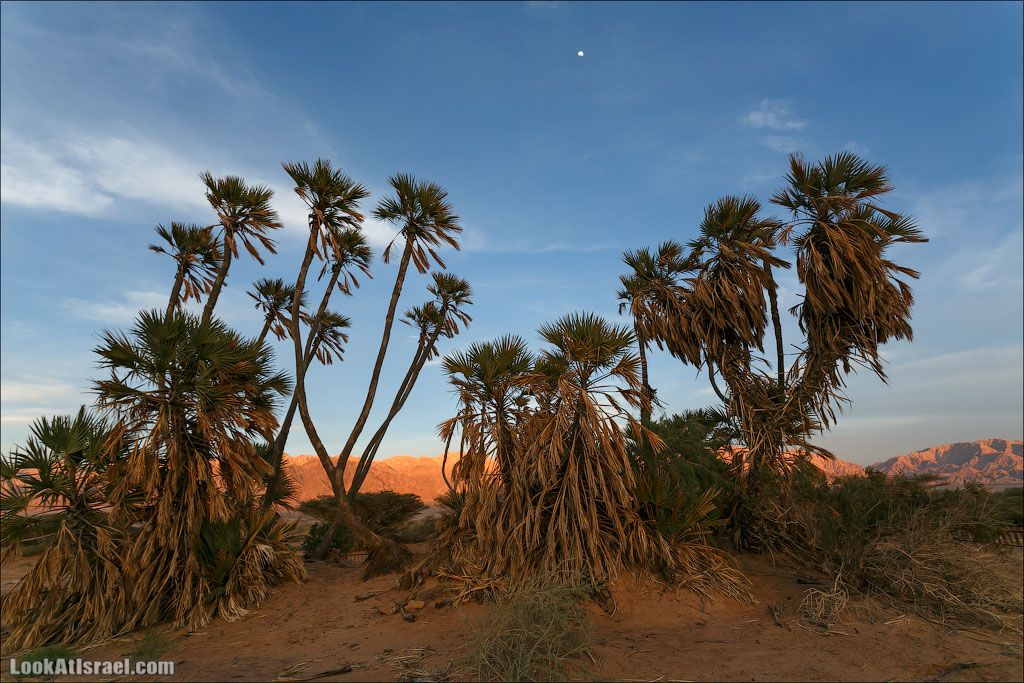Дум пальмы | LookAtIsrael.com - Фото путешествия по Израилю