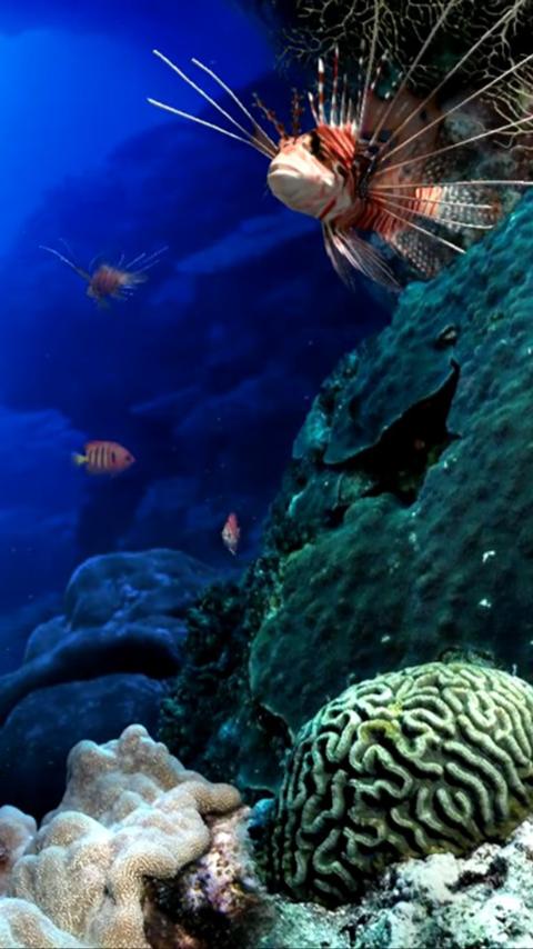 Aquarium Life HD LWP Screen 2