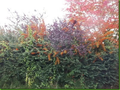 004  Autumn colours