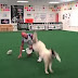 Funny Dogs Playing Sports Compilation 2014 [NEW HD]