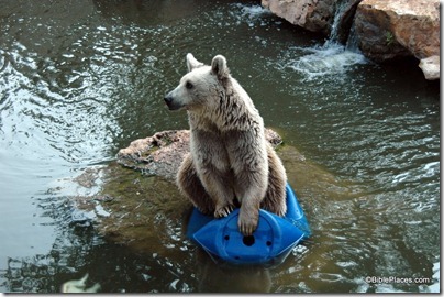 Syrian Brown Bear in Jerusalem Zoo, tb080404956