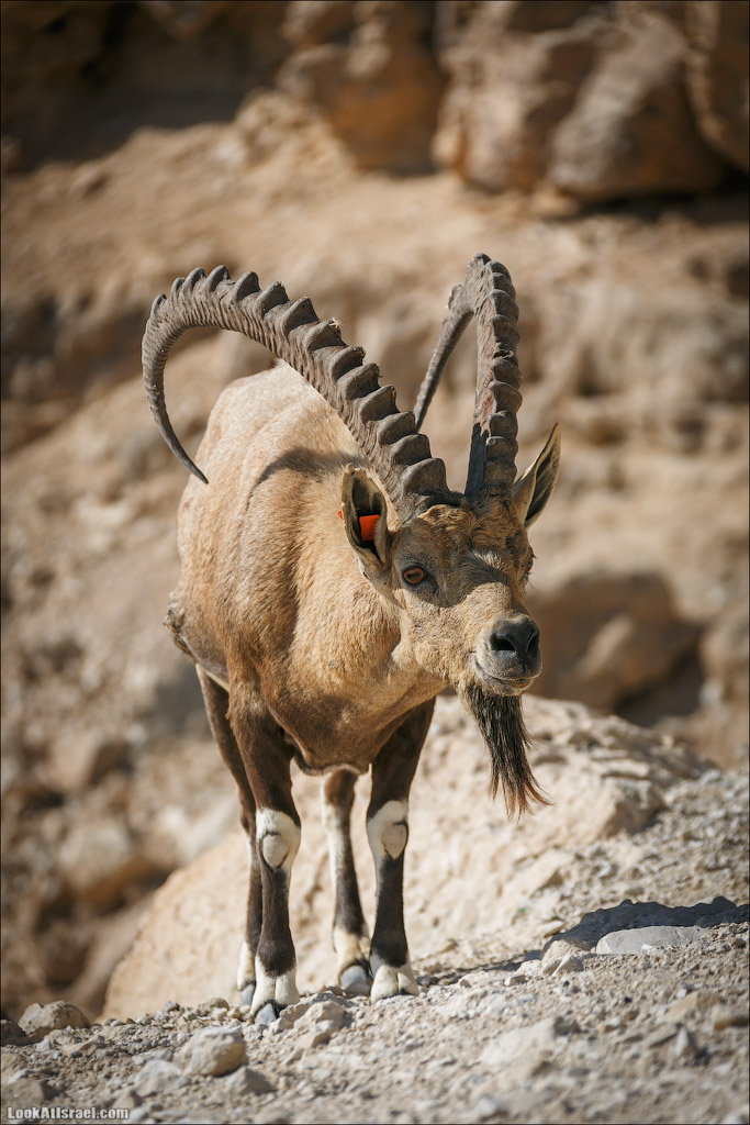 Ибексы на смотровой площадке в Мицпе Рамон | Сapra ibex nubian, Mitspe Ramon | LookAtIsrael.com - Фото путешествия по Израилю