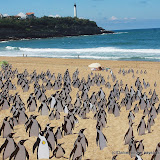 Une armée de pingouins sur les plages