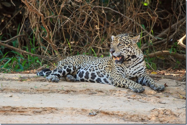 Pantanal_Jaguar-1