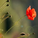 Poppy Field  Wallpapers logo