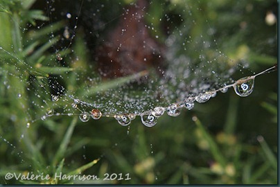 cobweb