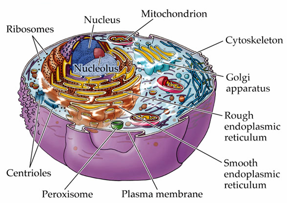 cell structure