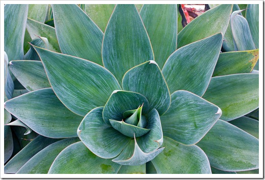 120929_SucculentGardens_Agave-Blue-Flame_13