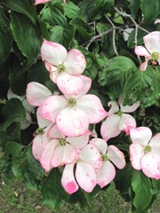 dogwood pink in bloom duxbury
