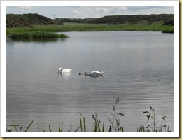 Swans in lake at HamRED