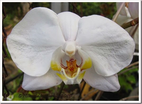 03-16-orchid-nj2