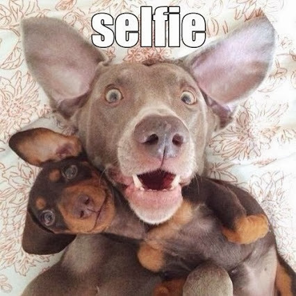 selfie-cachorros