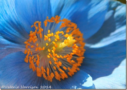 26-blue-poppy