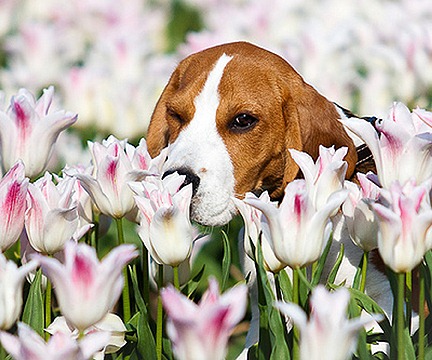 [perros%2520con%2520flor%2520%25282%2529%255B2%255D.jpg]