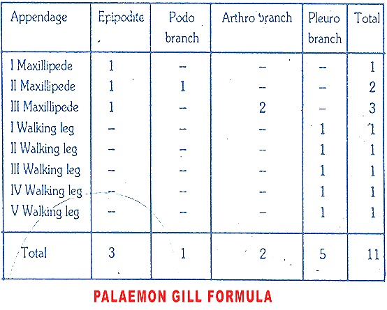 palaemon- respiratory-system