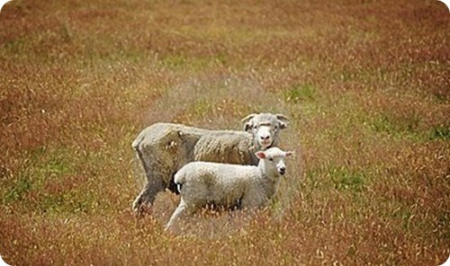 pecore-pecora-ed-agnello-nuova-zelanda