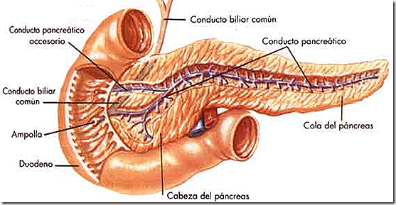partes del pancreas