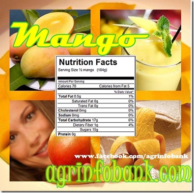 Mango nutrition facts How a mango is nutritious 3