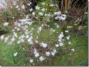 magnolia stellata, star magnolia