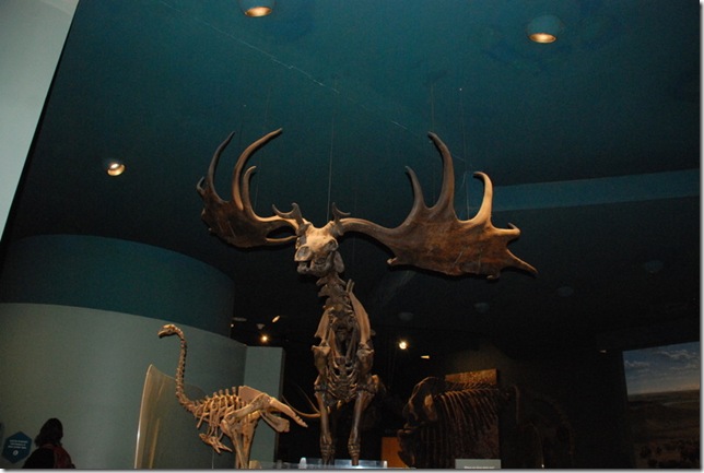 11-12-12 B Museum Of Natural History 028