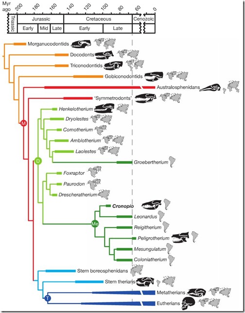 phylogeny-mammals