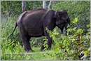 _P6A1740_wild_elephants_mudumalai_bandipur_sanctuary 
