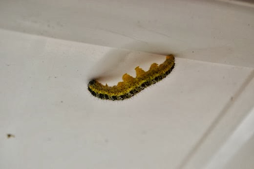 Caterpillar of the Large White Butterfly - Pieris brassicae