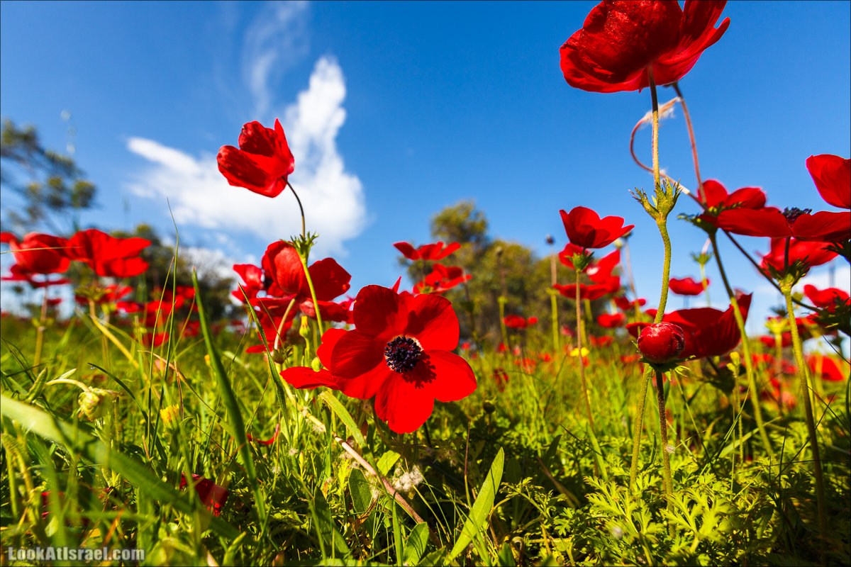 Анемоны (каланиет) пустыни Негев - Фестиваль Даром Адом в LookAtIsrael.com - Фото путешествия по Израилю | Red South festival of anemones in Negev | דרום אדום - קלניות בבארי