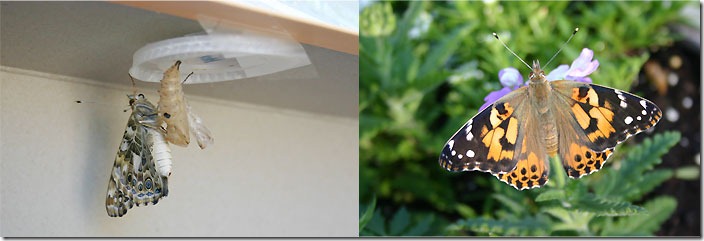 painted lady butterfly emerges from chrysalis - photo by Adrienne Zwart at adrienneinohio.blogspot.com