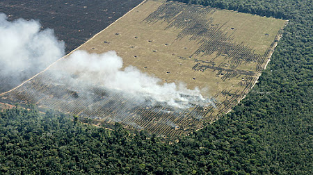 Despadurire in Amazon