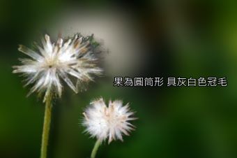 肺炎草5-種子