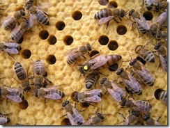 Rojení  a velikost včelstva 199