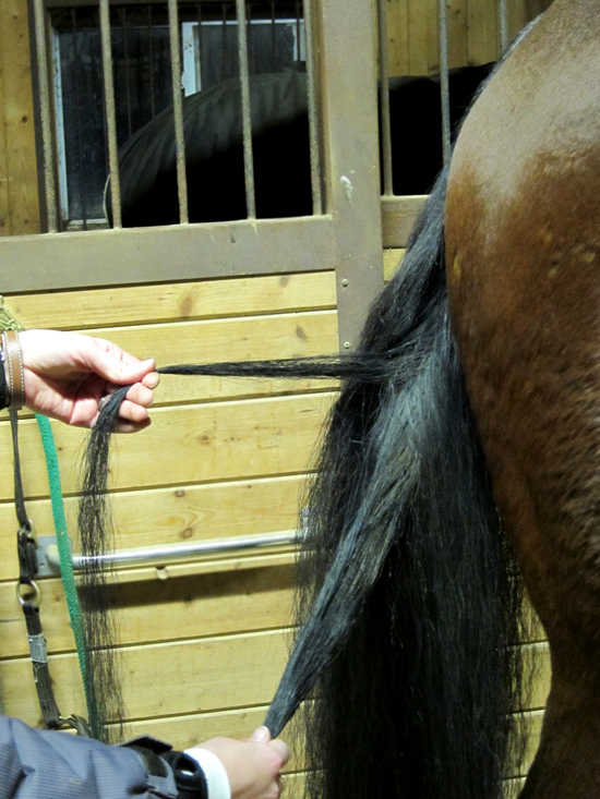 Gathering Hair for horsehair jewelry