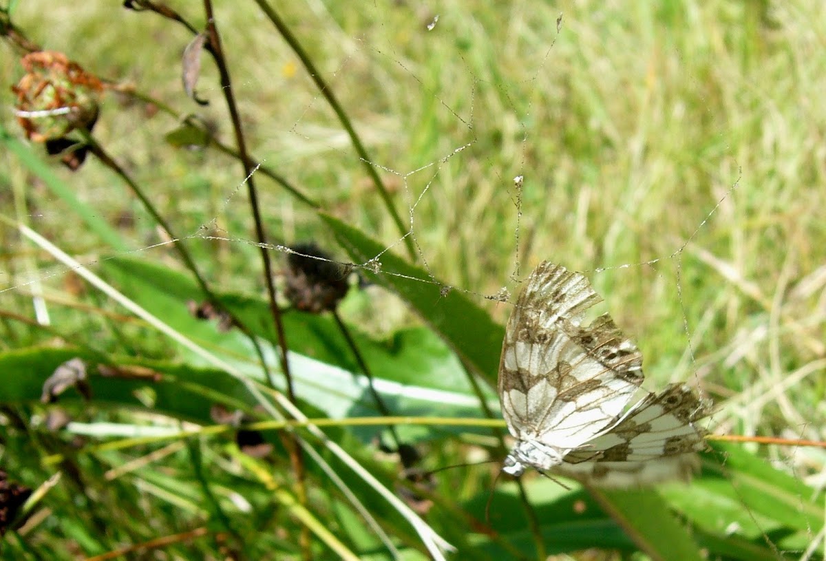 mariposa atrapada