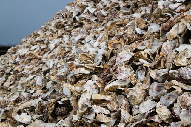 [oyster-shell-mountain%255B3%255D.jpg]