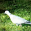Eurasian Collared  Dove
