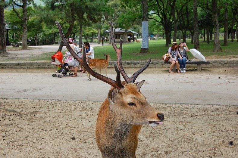 nara-deer-6