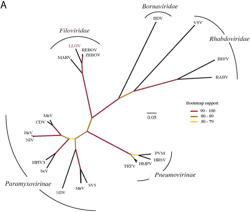 [filovirus%255B4%255D.jpg]