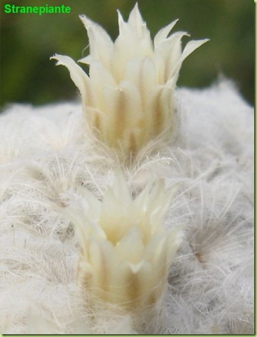 Mammillaria plumosa flower