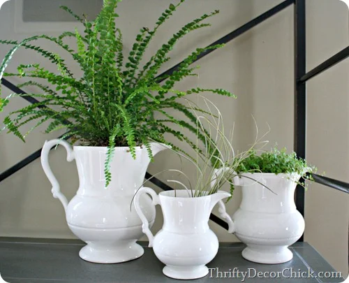 simple decorating -- plants in pitchers