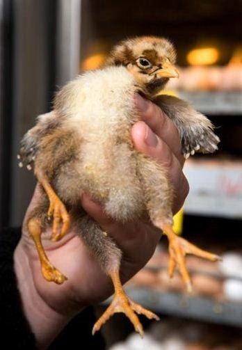 [Chick02%255B2%255D.jpg]