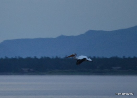 White Pelican at sunrise