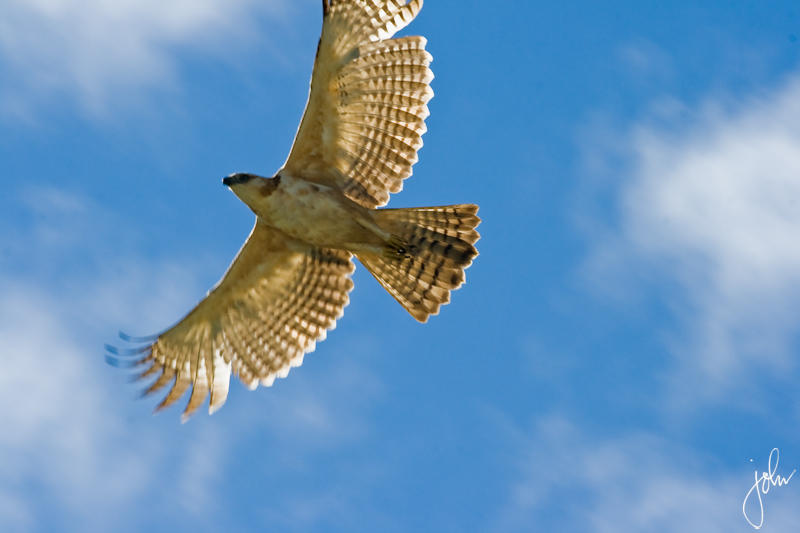 Philippine Eagle