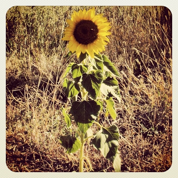[Sunflower%255B4%255D.jpg]