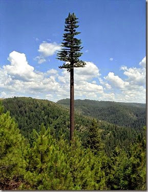 Camouflaged mobile phone tower