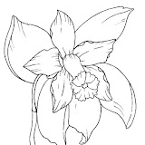 Orquideas Dibujos Para Colorear