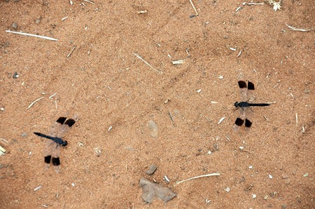 The spots on the wings of the dragonflies, like brown velvet.