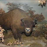 Wisent