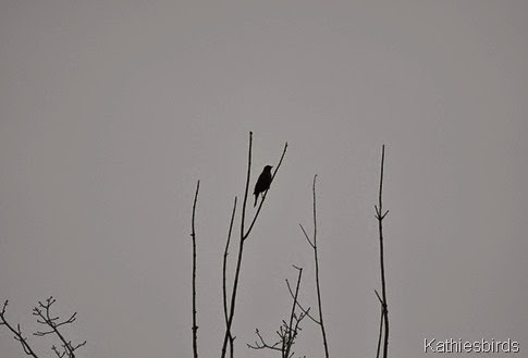 19. blackbird-kab