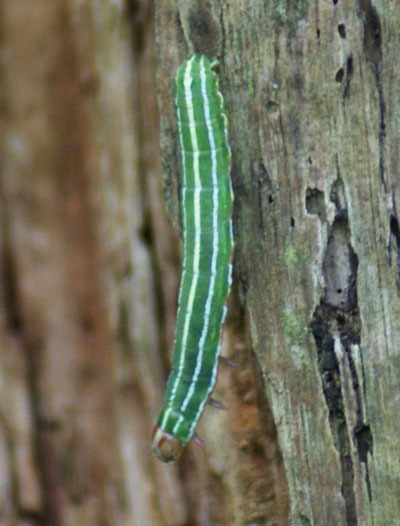 [pine-beauty-caterpillar2.jpg]